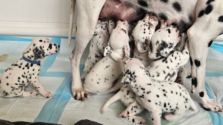 Perfect Scent Dalmatians