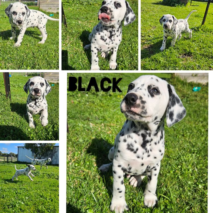 Perfect Scent Dalmatians