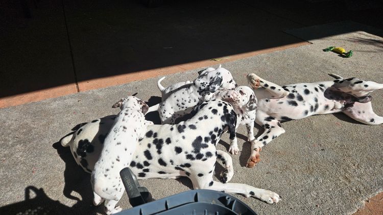 Perfect Scent Dalmatians