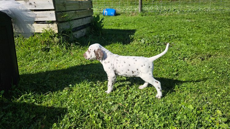 Perfect Scent Dalmatians