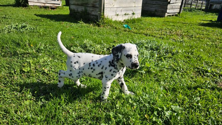 Perfect Scent Dalmatians