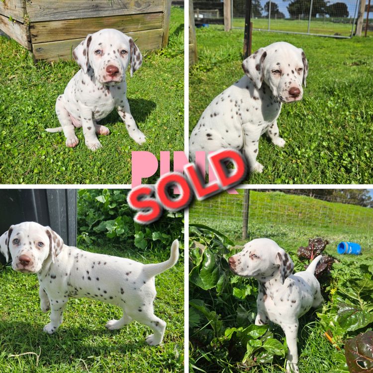 Perfect Scent Dalmatians
