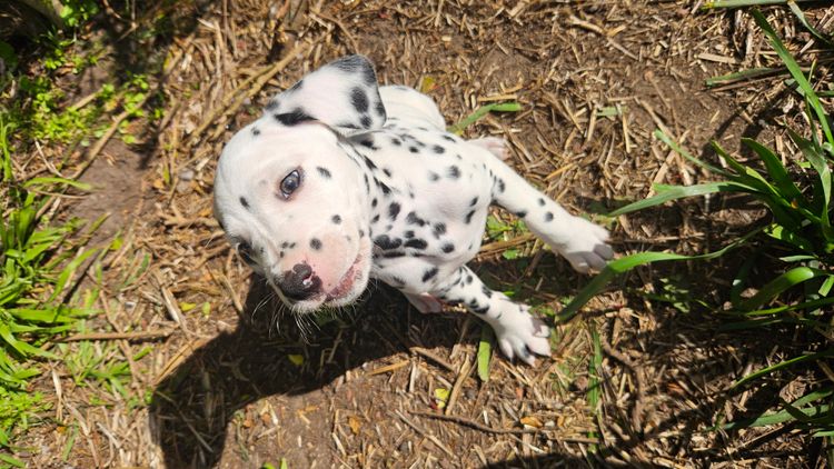 Perfect Scent Dalmatians