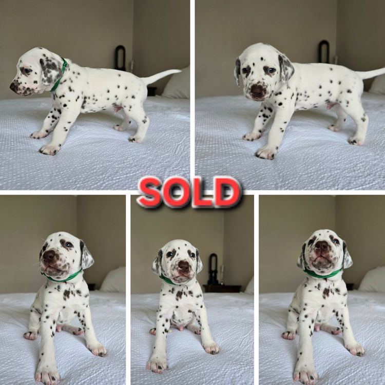 Perfect Scent Dalmatians