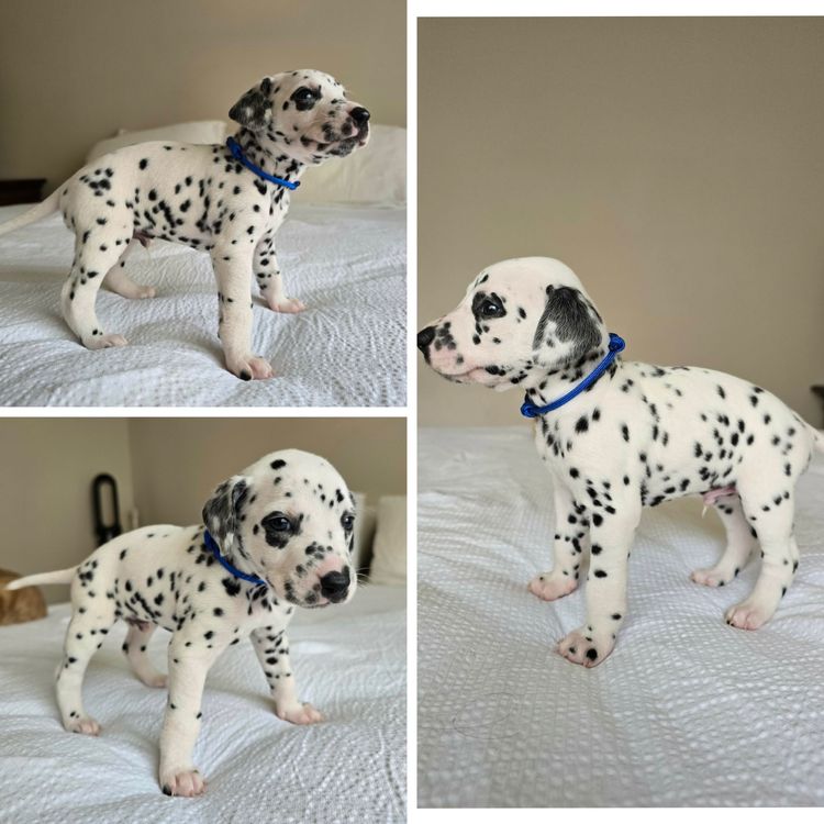 Perfect Scent Dalmatians