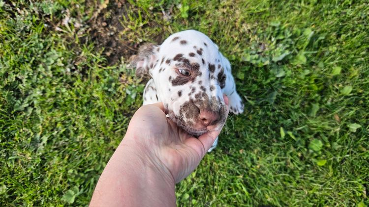 Perfect Scent Dalmatians