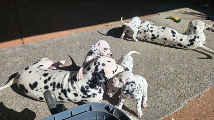 Perfect Scent Dalmatians