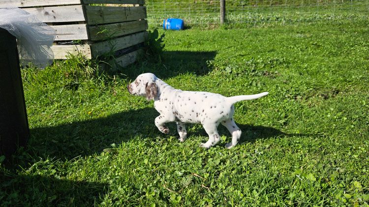 Perfect Scent Dalmatians