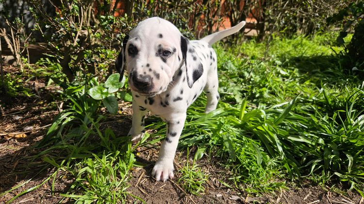 Perfect Scent Dalmatians