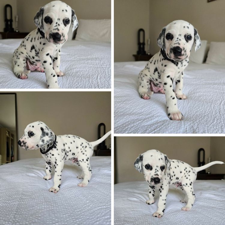 Perfect Scent Dalmatians