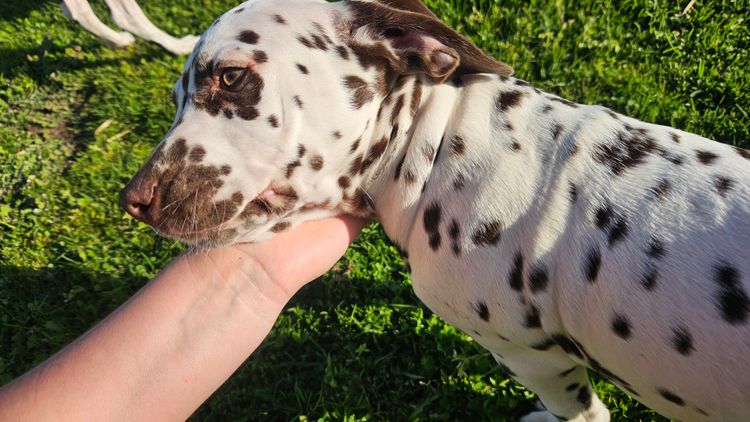 Perfect Scent Dalmatians