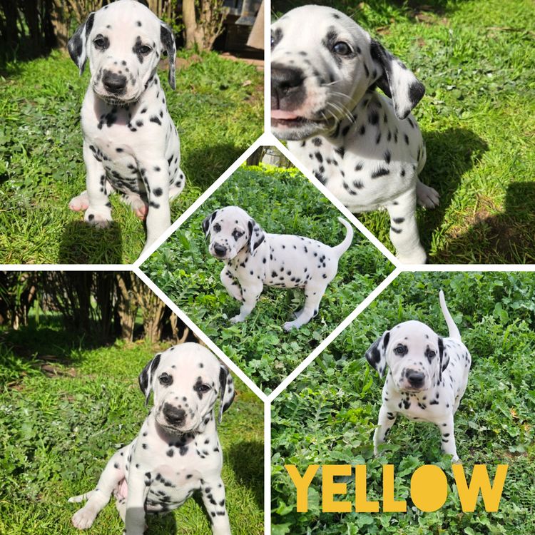 Perfect Scent Dalmatians