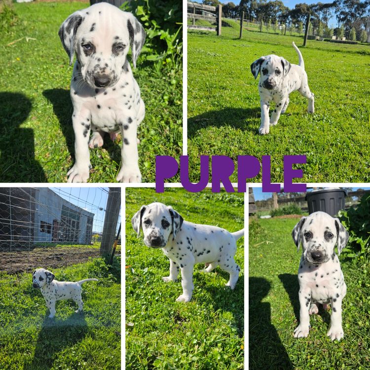 Perfect Scent Dalmatians