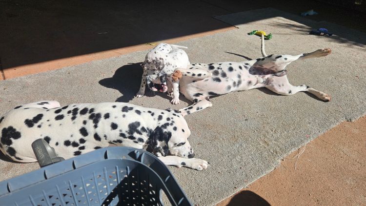 Perfect Scent Dalmatians
