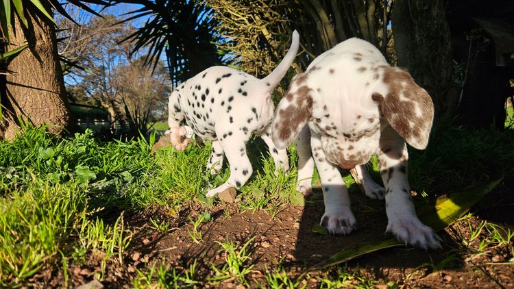 Perfect Scent Dalmatians