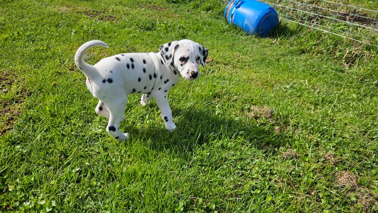 Perfect Scent Dalmatians