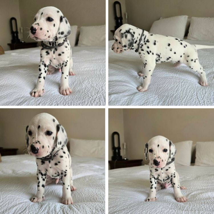 Perfect Scent Dalmatians