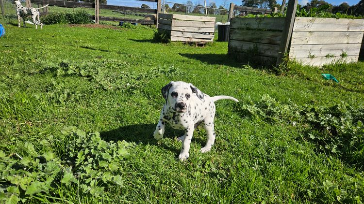 Perfect Scent Dalmatians