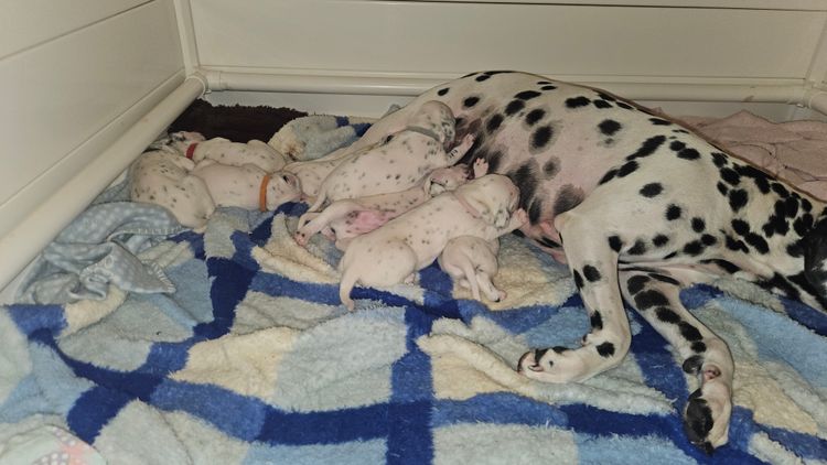 Perfect Scent Dalmatians