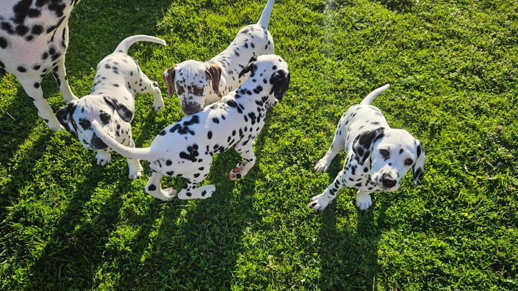 Perfect Scent Dalmatians