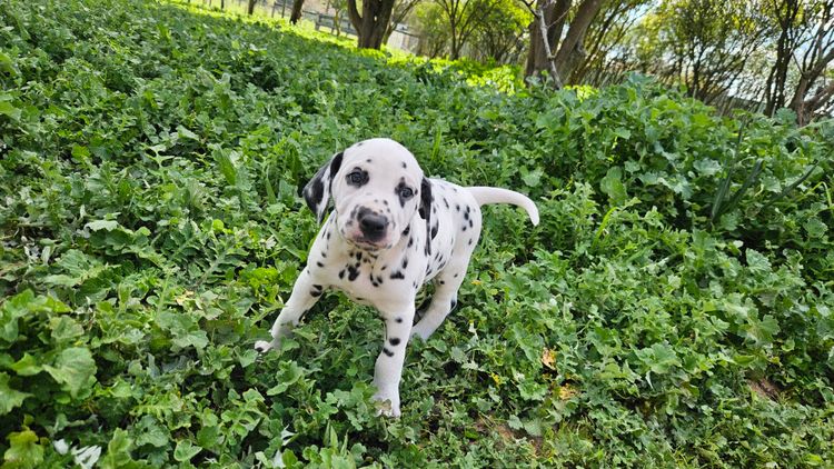 Perfect Scent Dalmatians