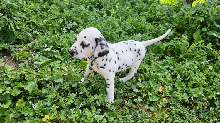 Perfect Scent Dalmatians