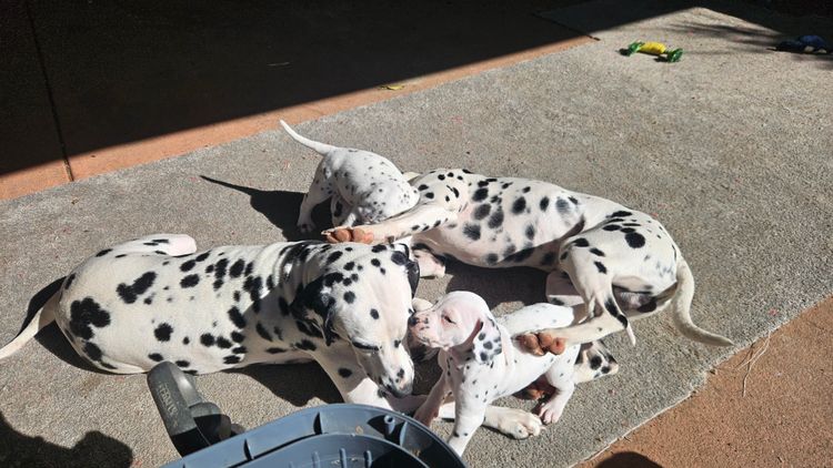 Perfect Scent Dalmatians