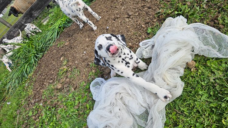 Perfect Scent Dalmatians