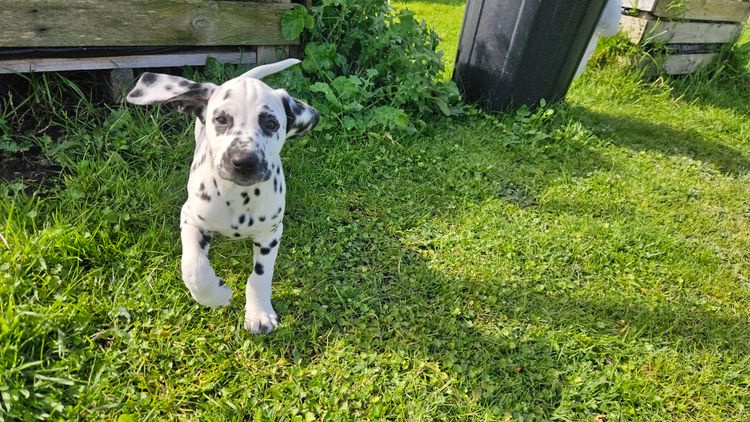 Perfect Scent Dalmatians