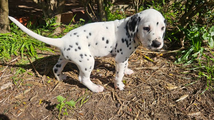 Perfect Scent Dalmatians