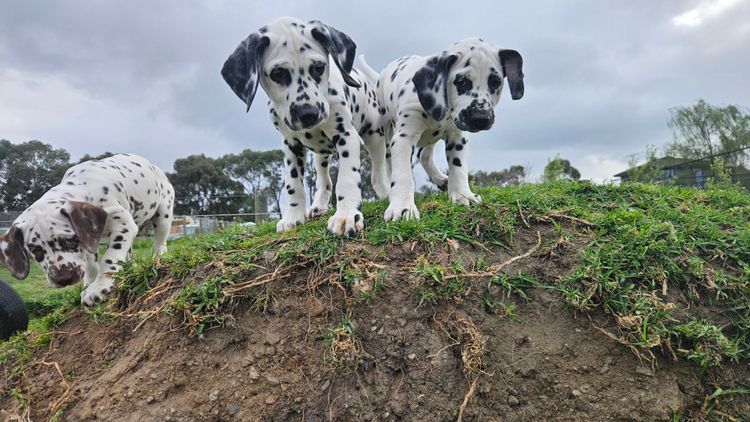 Perfect Scent Dalmatians