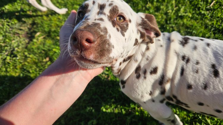 Perfect Scent Dalmatians