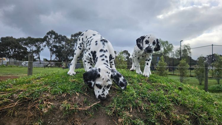 Perfect Scent Dalmatians
