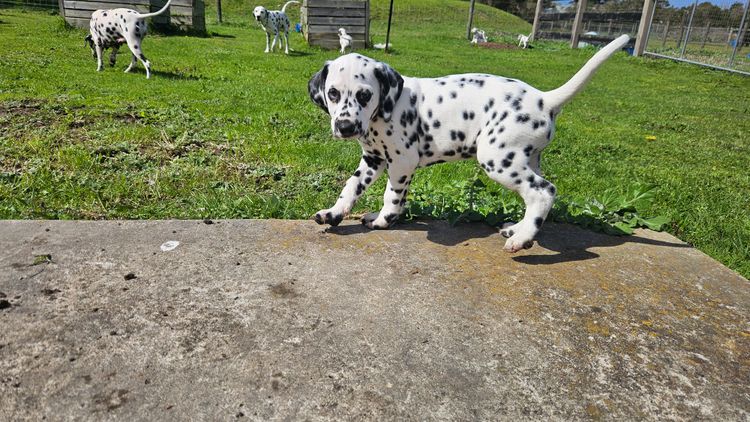 Perfect Scent Dalmatians