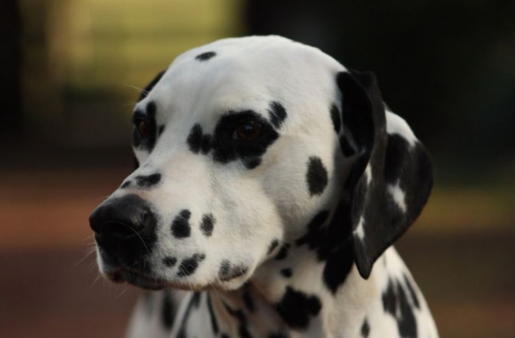 Perfect Scent Dalmatians