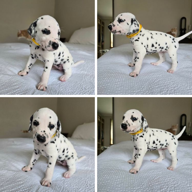 Perfect Scent Dalmatians
