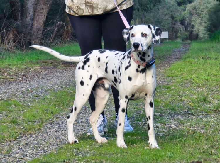 Perfect Scent Dalmatians