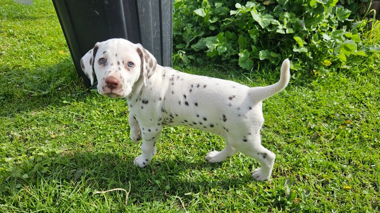 Perfect Scent Dalmatians