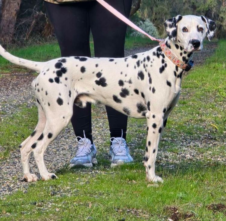 Perfect Scent Dalmatians