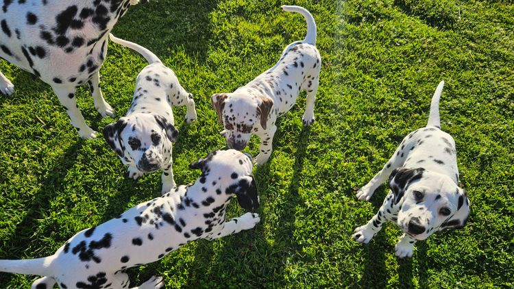 Perfect Scent Dalmatians