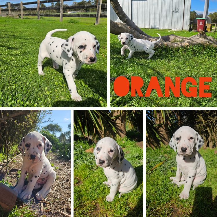 Perfect Scent Dalmatians