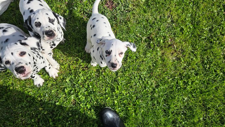 Perfect Scent Dalmatians