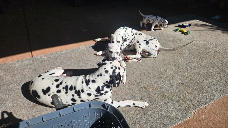 Perfect Scent Dalmatians