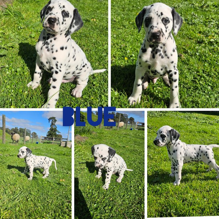 Perfect Scent Dalmatians