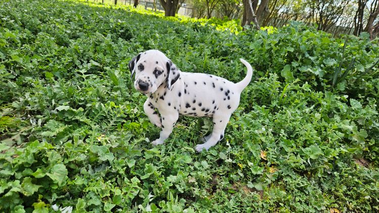 Perfect Scent Dalmatians