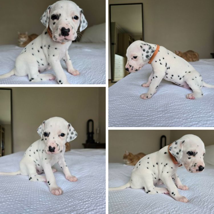 Perfect Scent Dalmatians