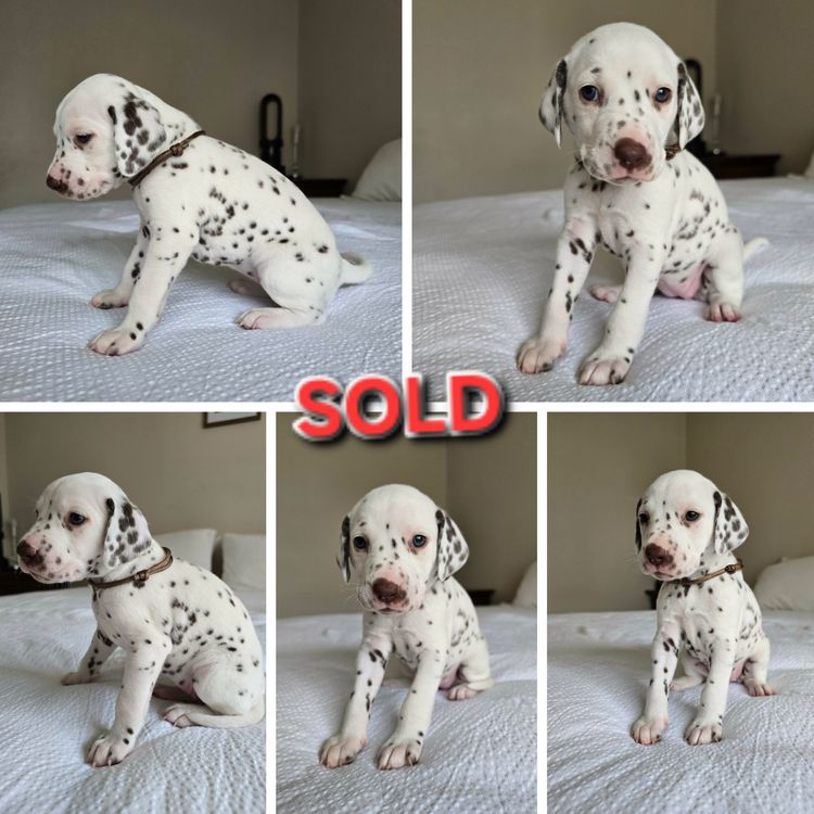 Perfect Scent Dalmatians