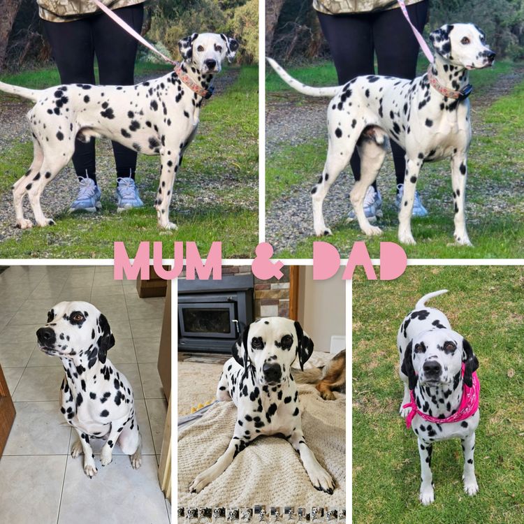 Perfect Scent Dalmatians