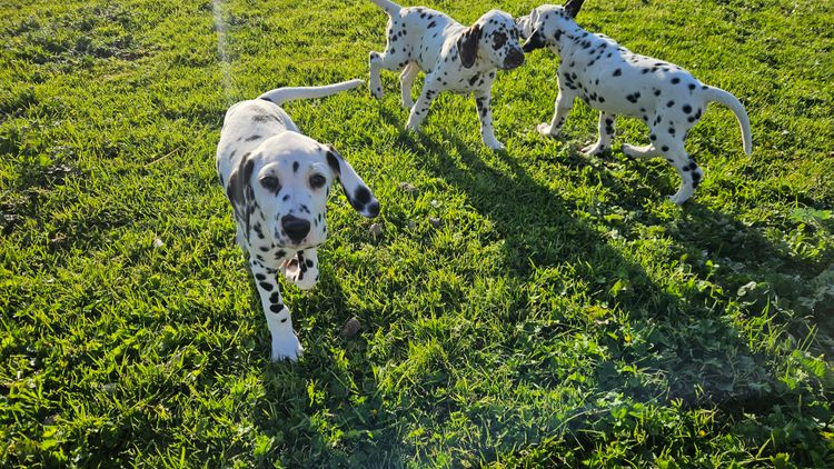 Perfect Scent Dalmatians
