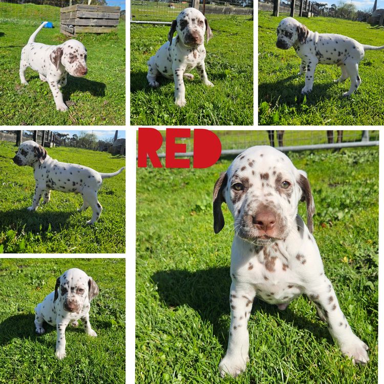 Perfect Scent Dalmatians